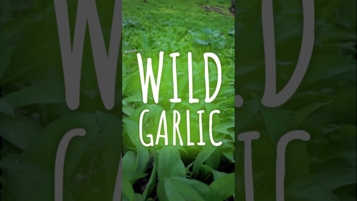 Wild Garlic Uses #wildgarlic #foraging #outdoors #thingstodo #wildfood #wildflavour #uses #plants Wild Garlic Uses #wildgarlic #foraging #outdoors #thingstodo #wildfood #wildflavour #uses #plants