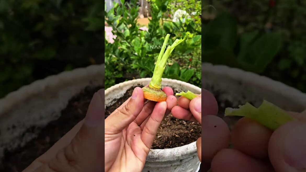 Amazing! gardening tips for planting carrot so easy #viralreelsシ #gardeningtips