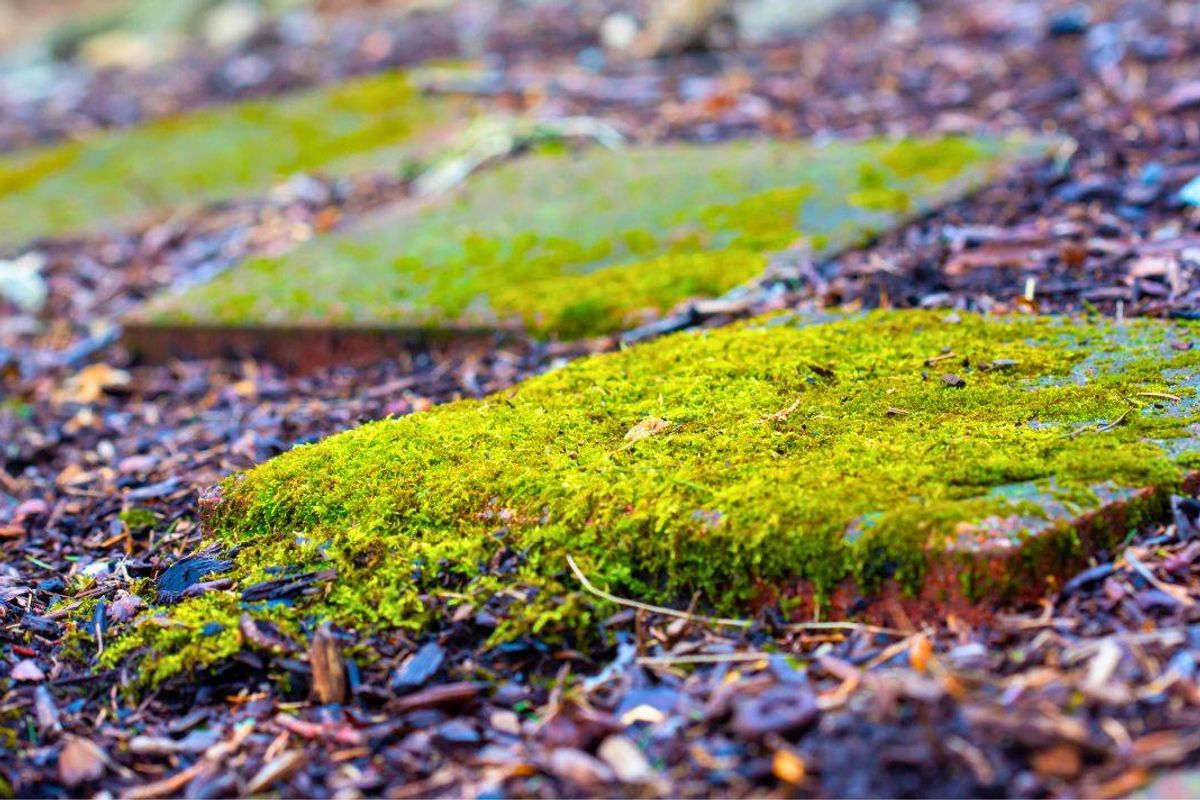 Picture of moss on patio slabs.