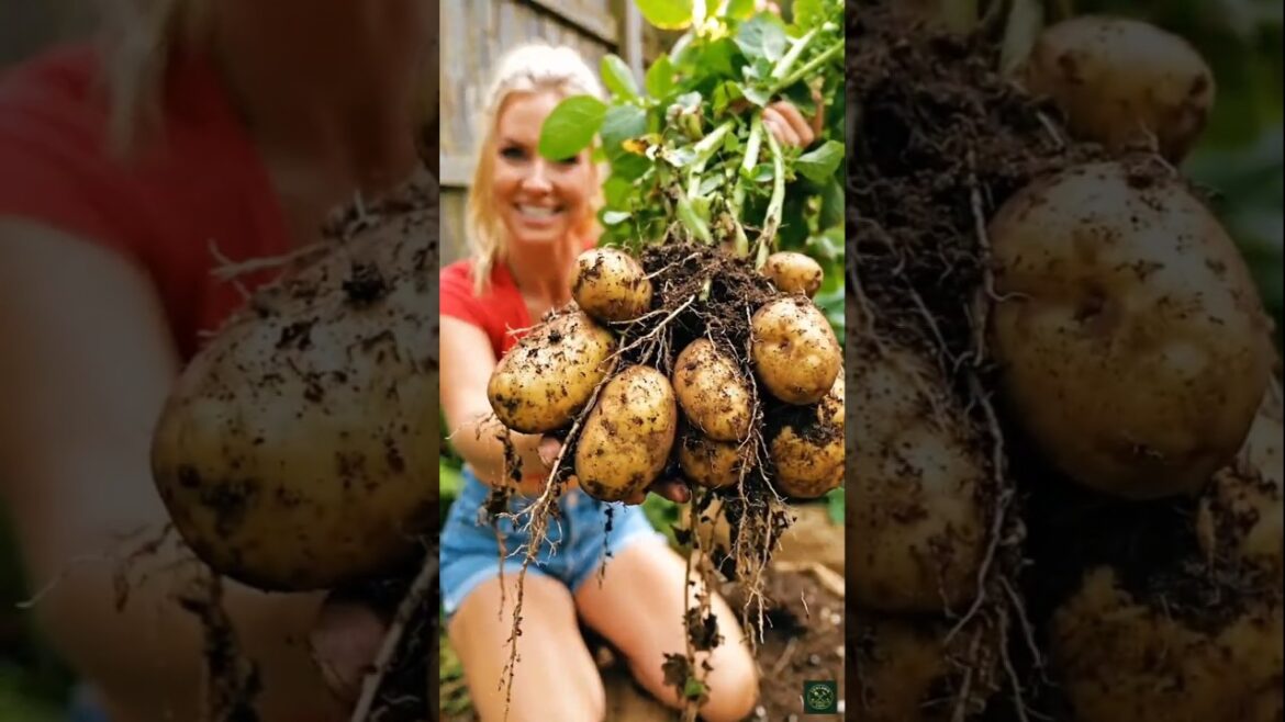 Watch this before growing potato 🥔 #shorts