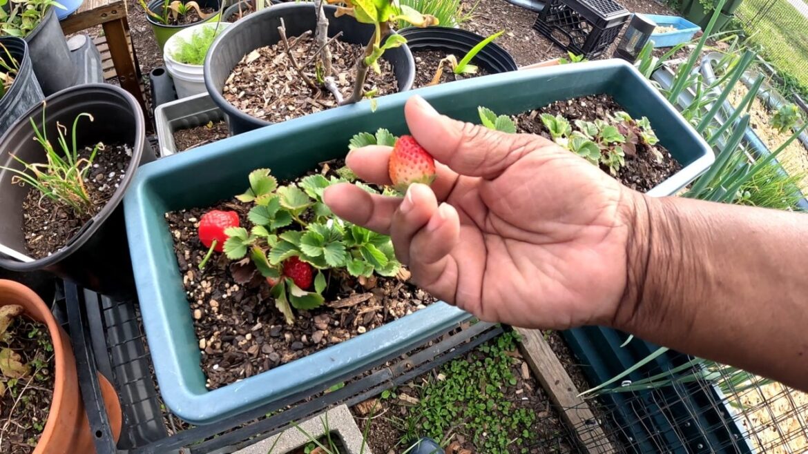 Garden Plans & Snacking on Strawberries