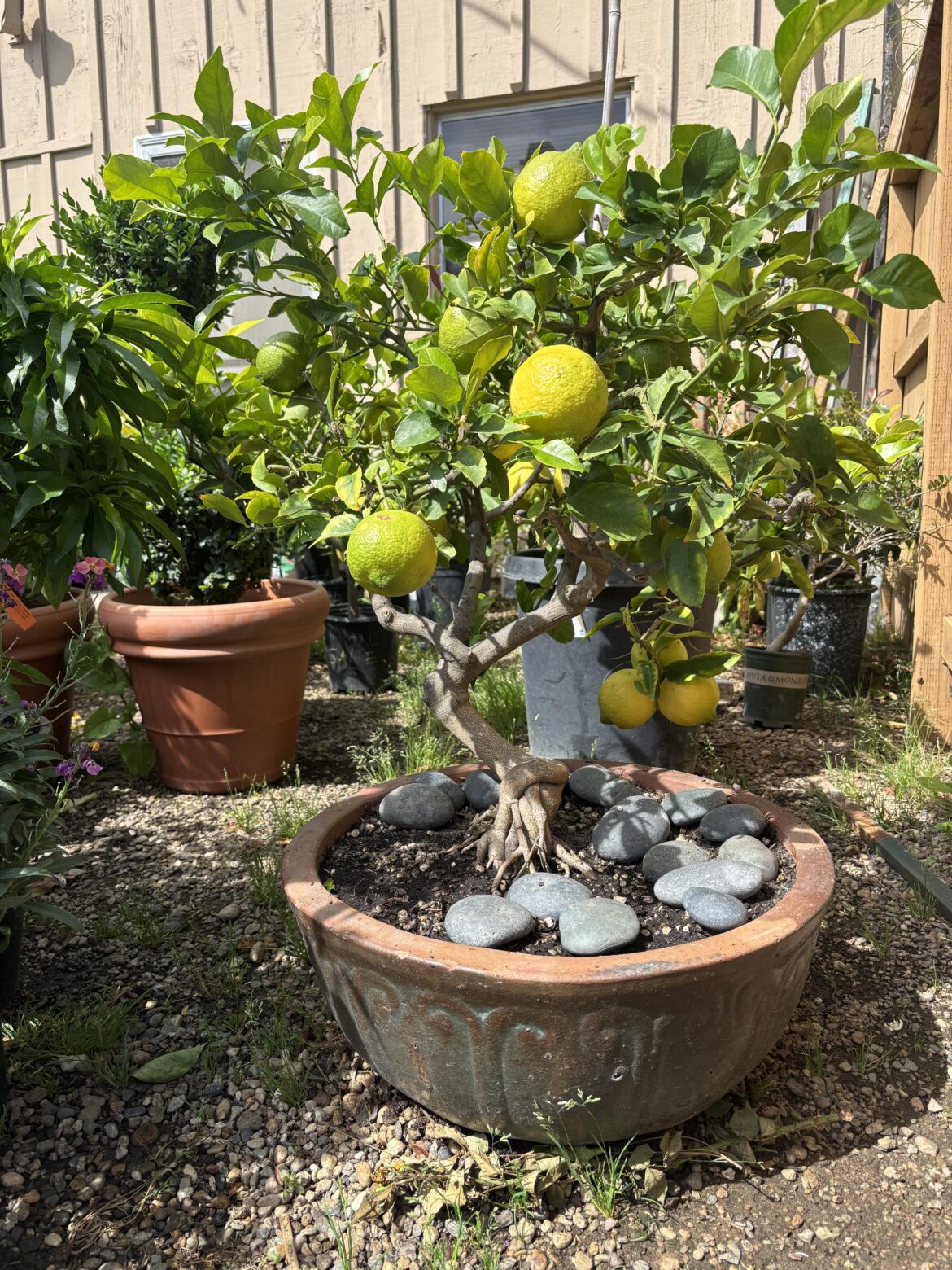 Eureka lemon