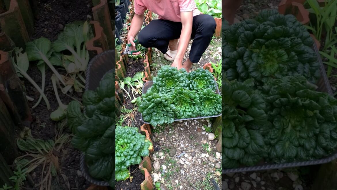 Simple Living: Harvesting Fresh Mustard Greens in My Backyard #gardening