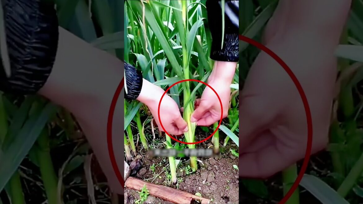 This One Garlic Trick Changes Everything! 🧄😱 #farming #gardening #tips