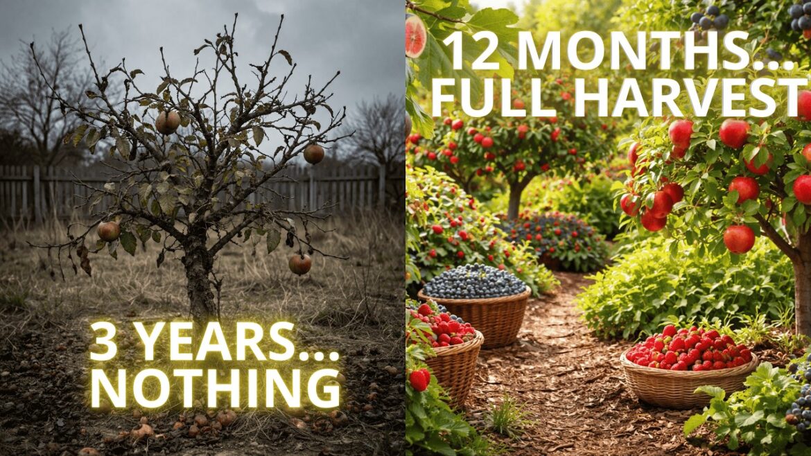 Most Gardeners Waste Years on Fruit Trees Before Learning This