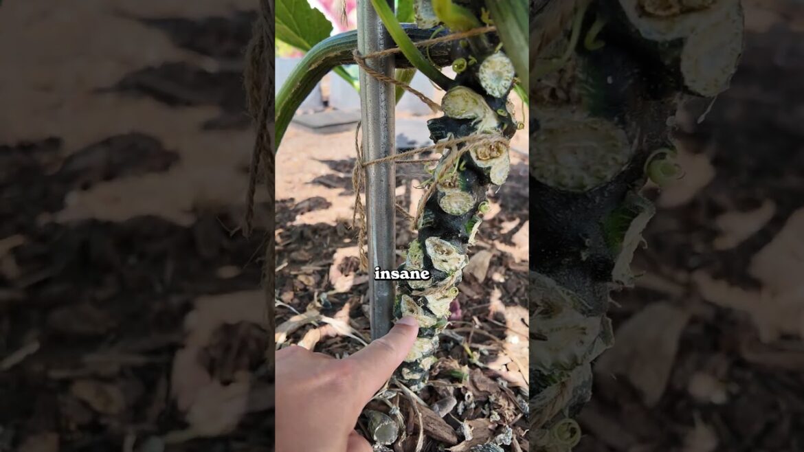 You should grow zucchini vertically...