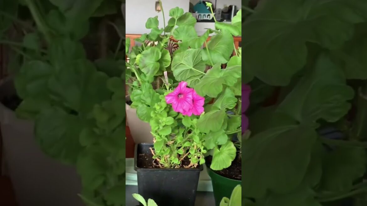 Look How Healthy These Seedlings Are! (Zinnias + Petunia + Rudbeckia)