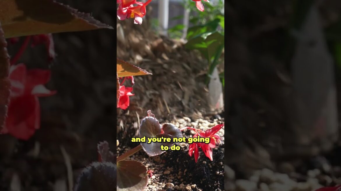 One of the TOP gardening tricks you can do to save water 🤯