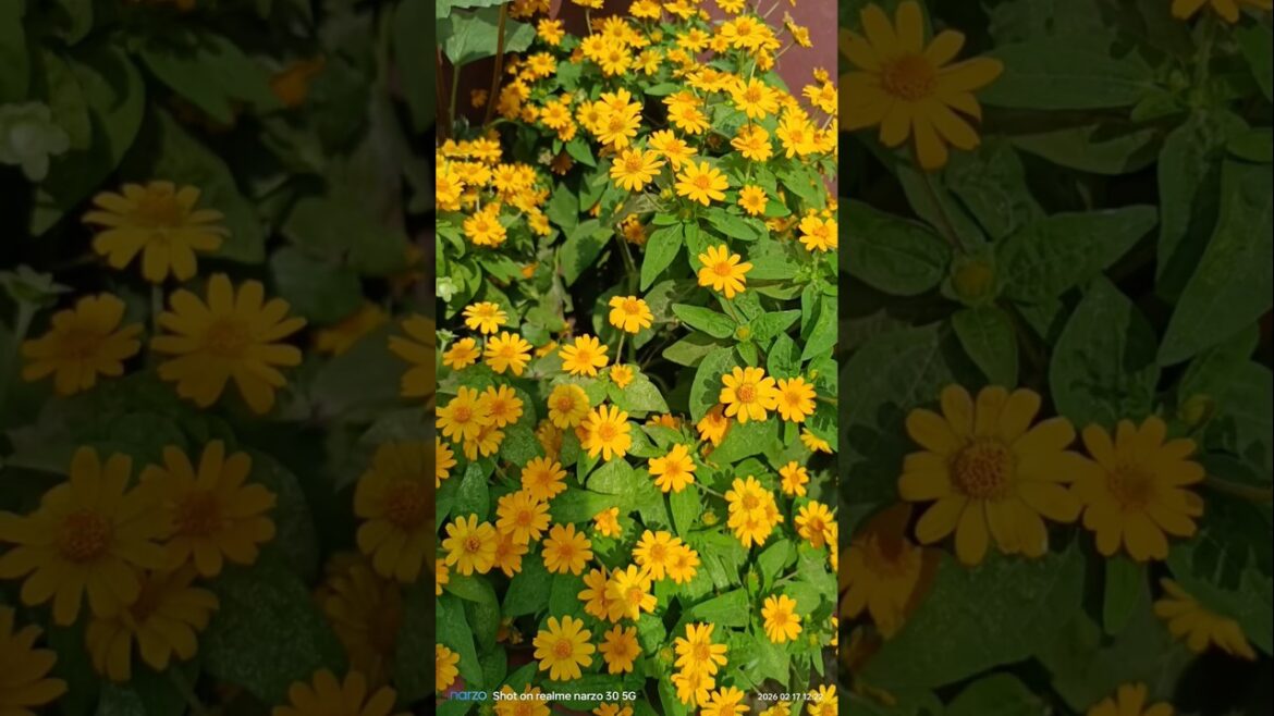 phool niye tiktok ll tiktok video🌼#flowers #gardening #beautiful #viral#love #like#nature#ytshort phool niye tiktok ll tiktok video🌼#flowers #gardening #beautiful #viral#love #like#nature#ytshort