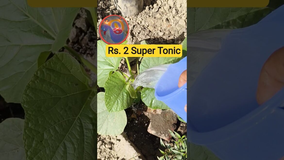 कैल्शियम बूस्टर 💪 | खाने वाला चूना मिलाकर कमाल का पानी #gardening #plantcare #organicfertilizer