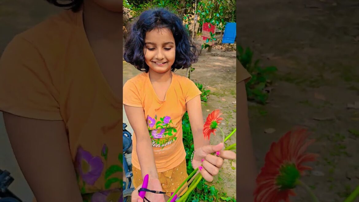 জারবেরা ফুল কাটা হচ্ছে #garden #gardening #flowers #nursery #UpdateGardening #chadbagan জারবেরা ফুল কাটা হচ্ছে #garden #gardening #flowers #nursery #UpdateGardening #chadbagan
