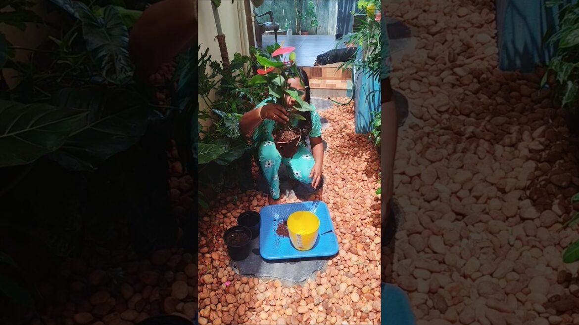 Easy tip for anthurium #anthuriumtips #gardenhacks #garden #plants #diy