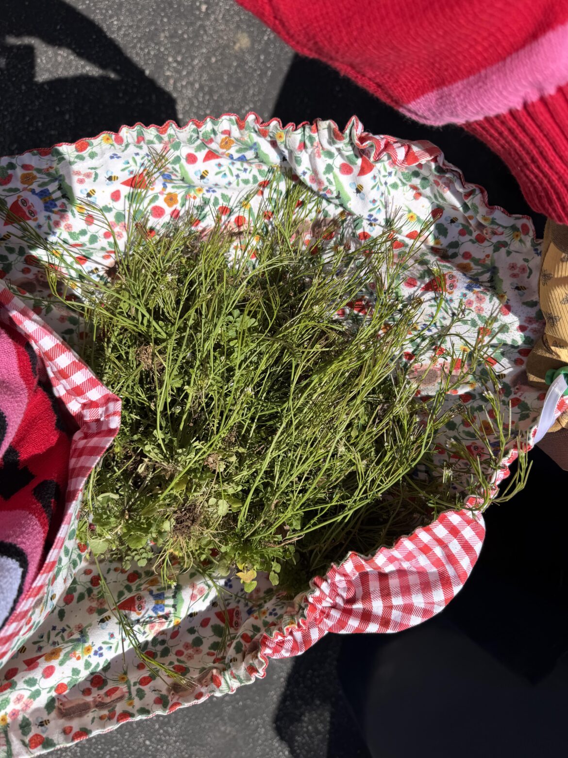 Right now is a great time to pull up hairy bittercress here!