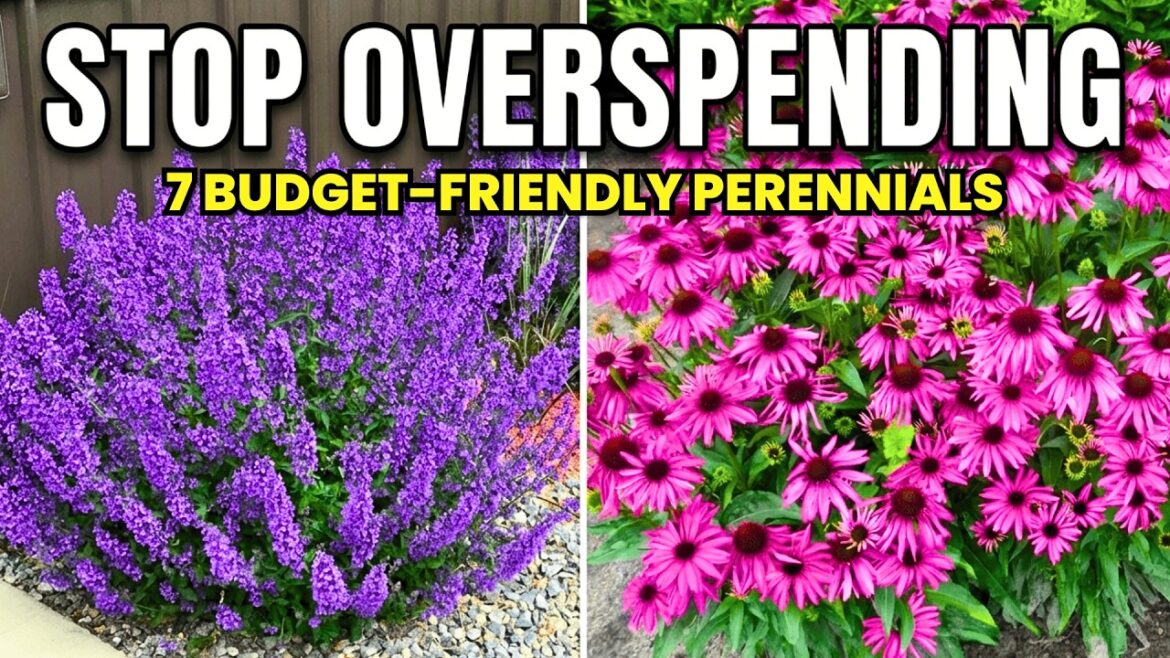 7 Cheap Budget-Friendly Perennials That Look Far More EXPENSIVE! 😱