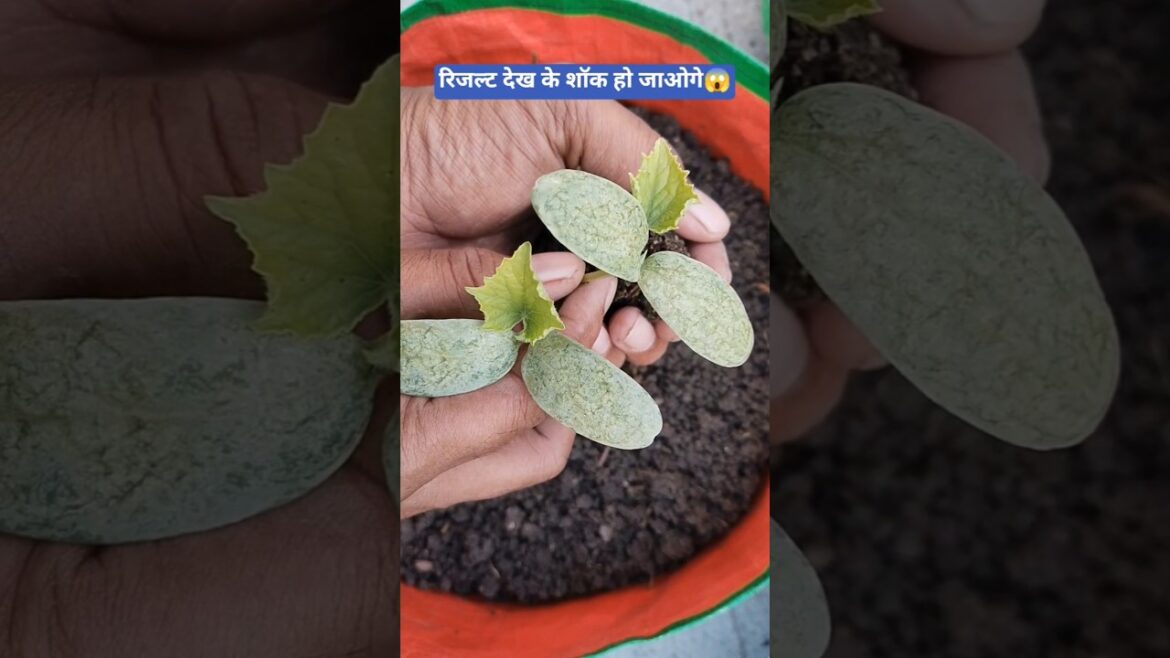 Secret kheera method 🌱😱 Secret kheera method 🌱😱