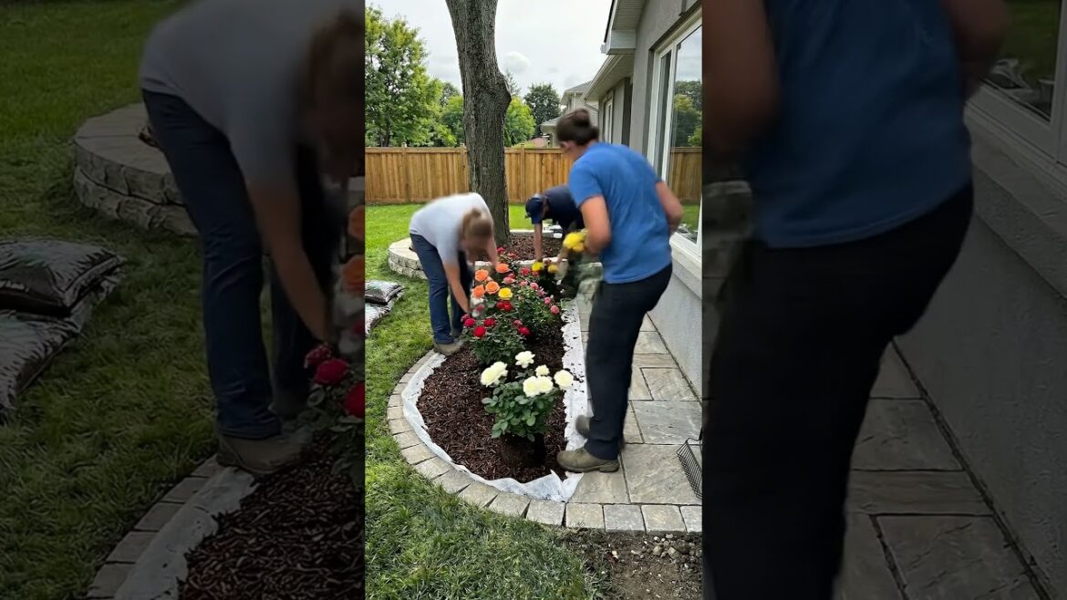 Turning a Boring Side Yard into a ROSE PARADISE! 🌹 (Satisfying Timelapse)