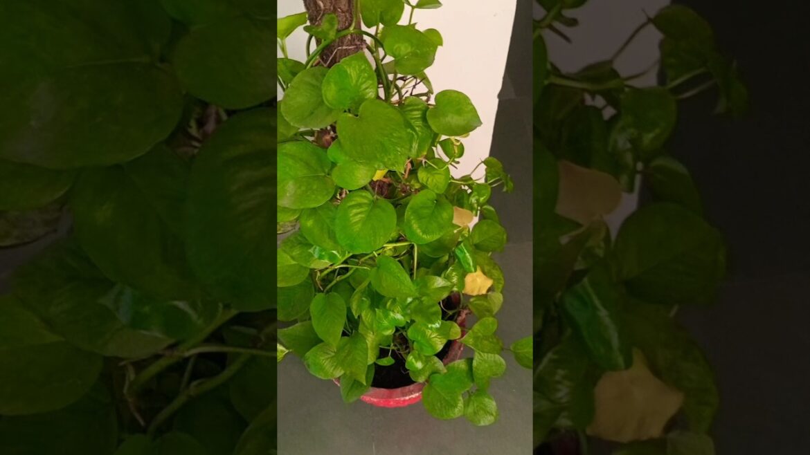 money plant secret 🌱 tips#plants #garden  #facts   #moneyplant #gardening #status #2026