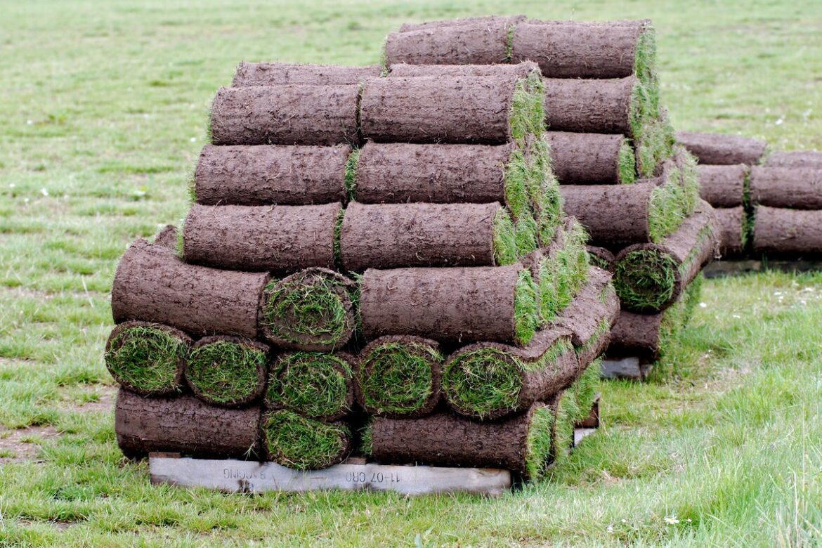 Turf or seed? The best options for your garden Turf or seed? The best options for your garden