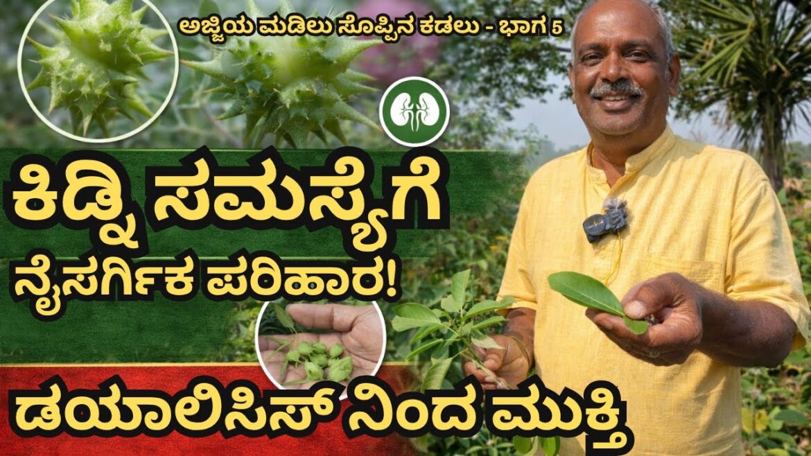 ಕಿಡ್ನಿ ಸಮಸ್ಯೆಗೆ ನೈಸರ್ಗಿಕ ಪರಿಹಾರ | ವೈದ್ಯರು ಹೇಳದ ಸಸ್ಯಗಳು🌿| Kannada Edible Plants#kidneydialysis ಭಾಗ 5 ಕಿಡ್ನಿ ಸಮಸ್ಯೆಗೆ ನೈಸರ್ಗಿಕ ಪರಿಹಾರ | ವೈದ್ಯರು ಹೇಳದ ಸಸ್ಯಗಳು🌿| Kannada Edible Plants#kidneydialysis ಭಾಗ 5