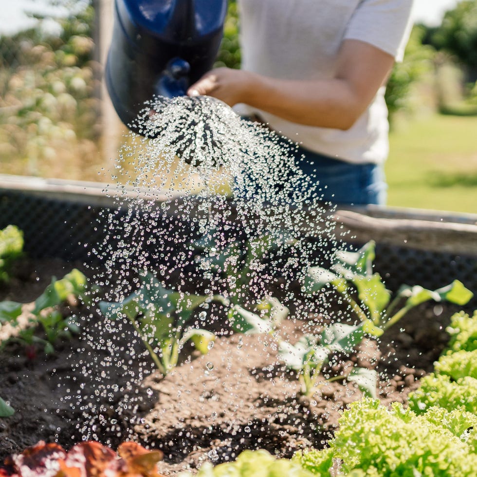 Raised beds vs in-ground planting watering plants in a garden bed