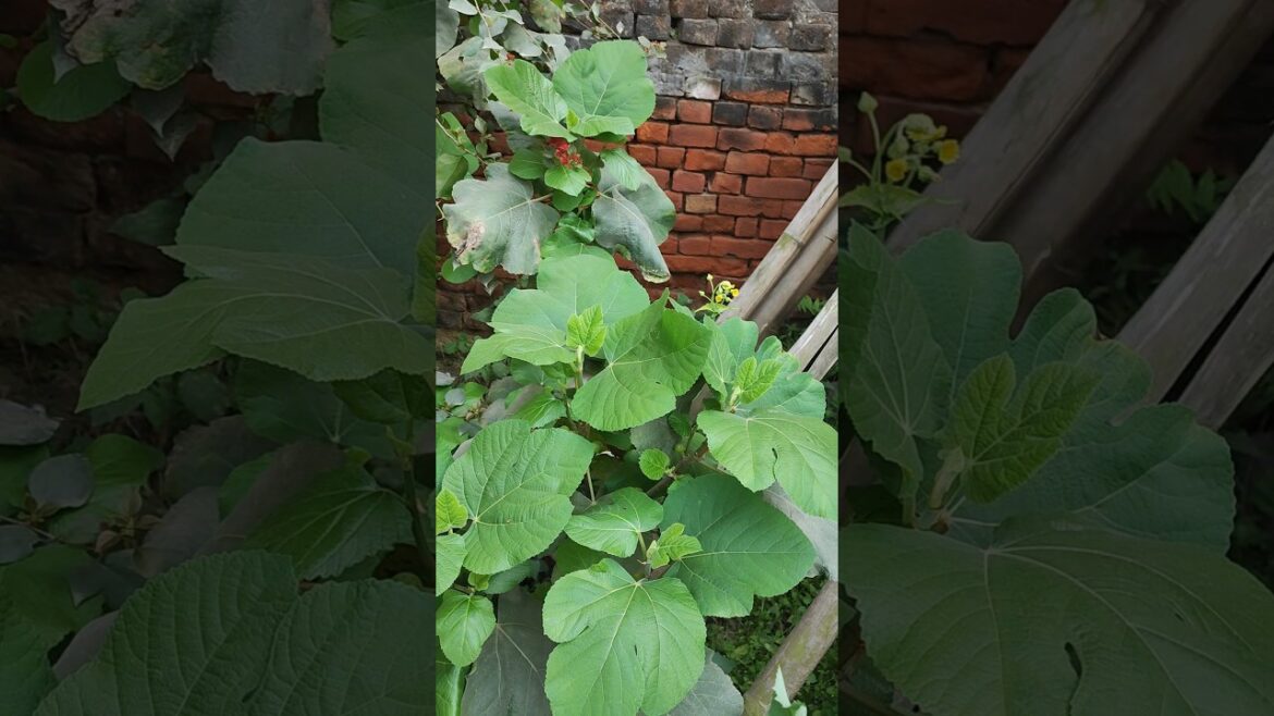 my #backyard #garden #lemon #aamirpathan #gardenvlog #nature #minivlog #shorts