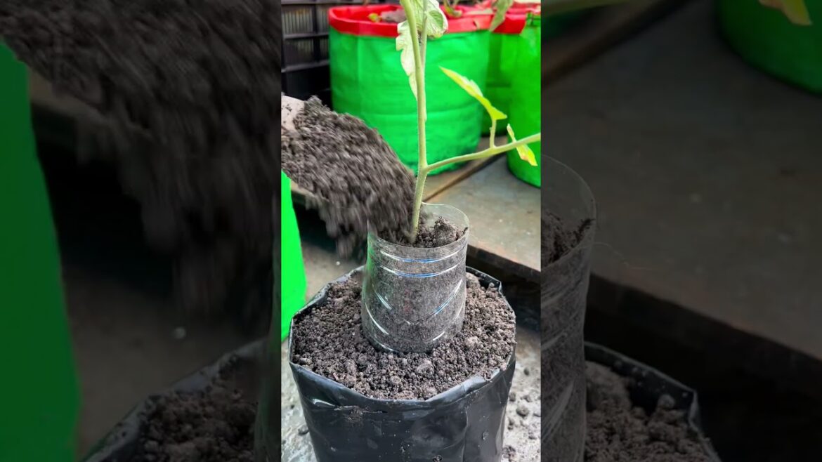Tomatos planting tips by used bottles #tomato #plants #nature #flowers #plantsofinstagram #garden