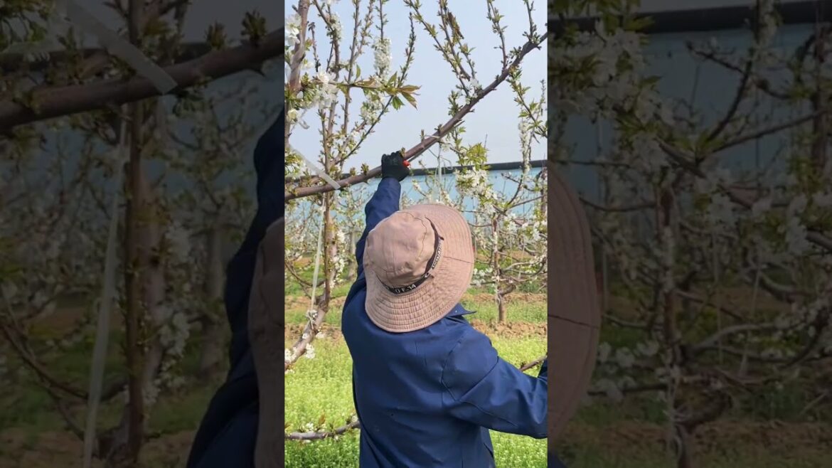 How to prune cherry tree branches #satisfying #pruning #gardeningtips #shorts