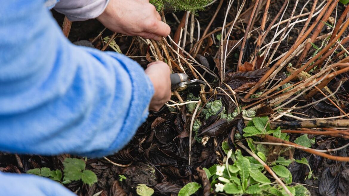 Alan Titchmarsh’s pruning guide for trees and shrubs – when and how to trim Daily Mirror