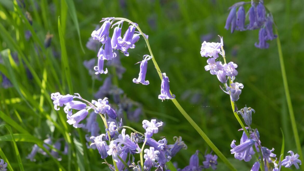 Gardeners with bluebells urged to make 1 check and take action in April Daily Mirror