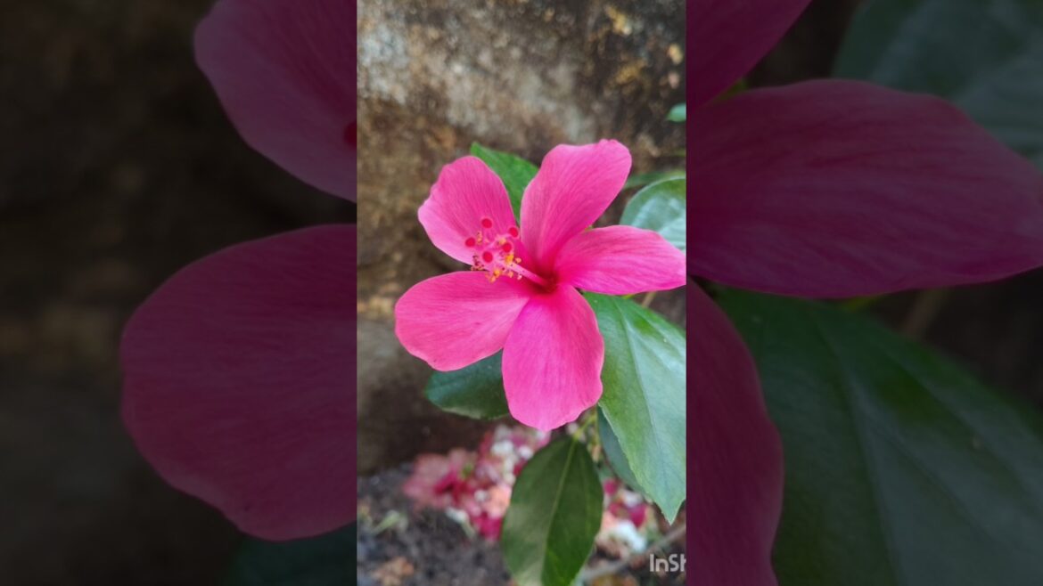 small hibiscus flower plant growing #viral #motivation #gardening #shortvideo small hibiscus flower plant growing #viral #motivation #gardening #shortvideo