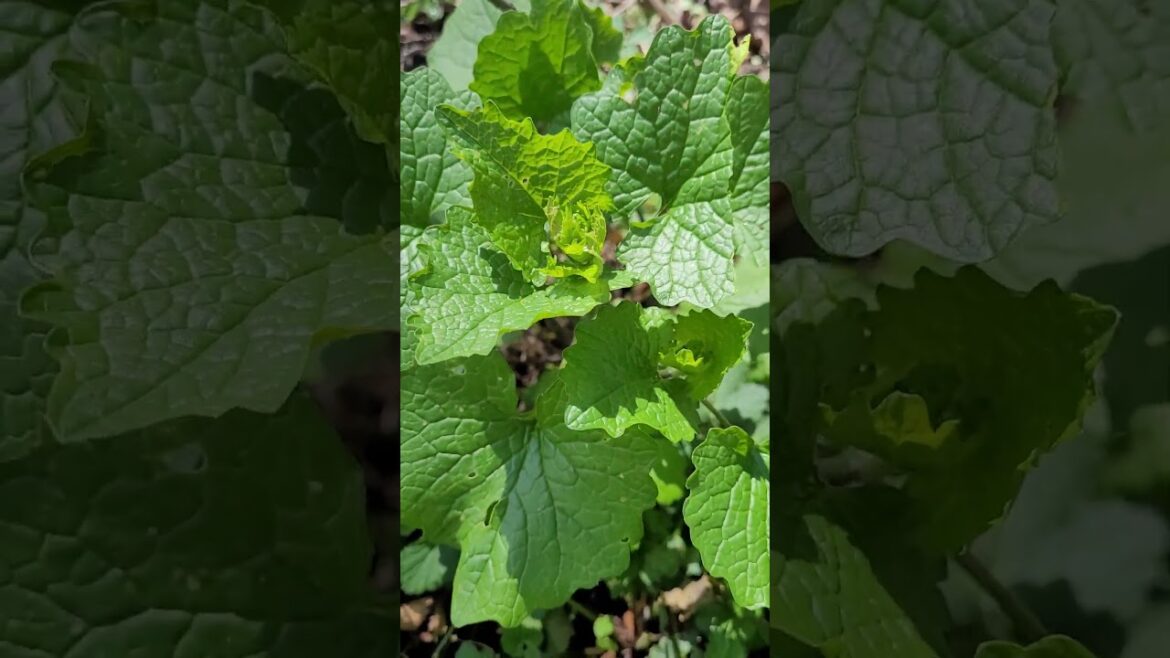 L'alliaire : la plante miracle dont personne ne parle ! #plante #guérison