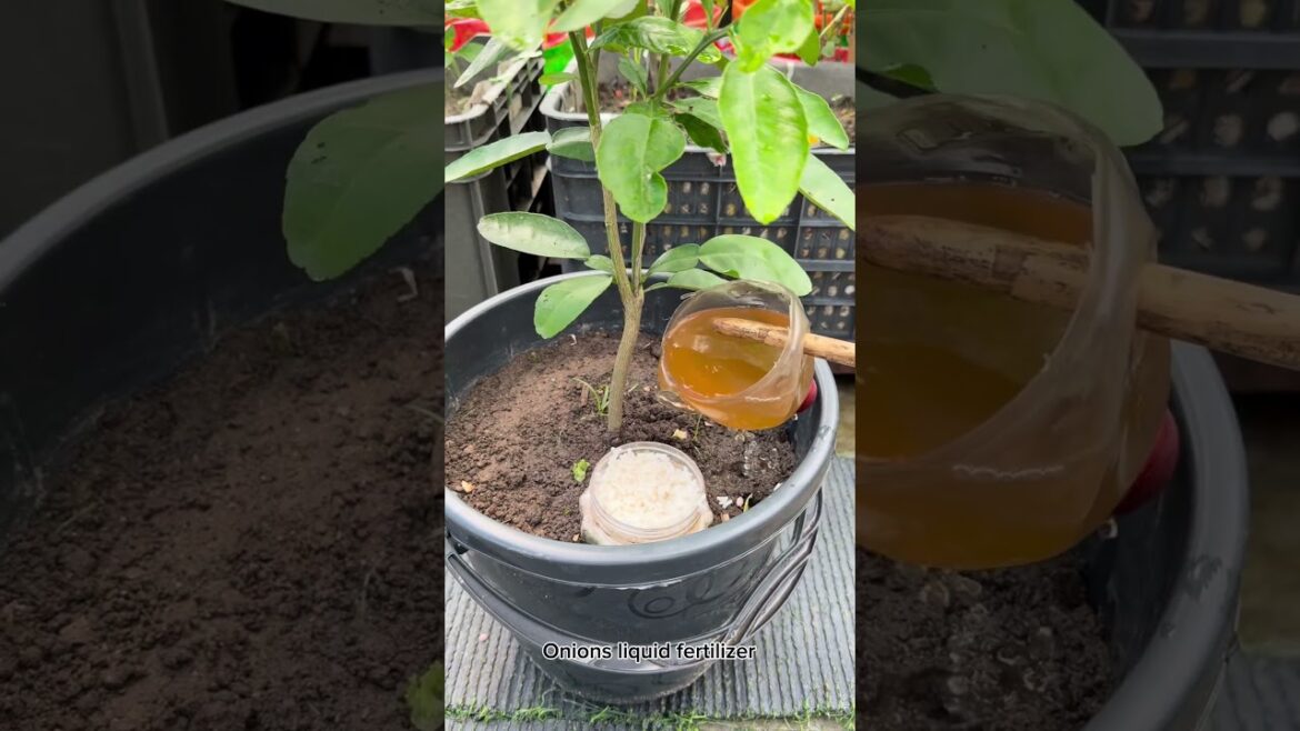 Limes tree grow tips from vegetables peels as compost fertilizer #lime #plants #nature #flowers