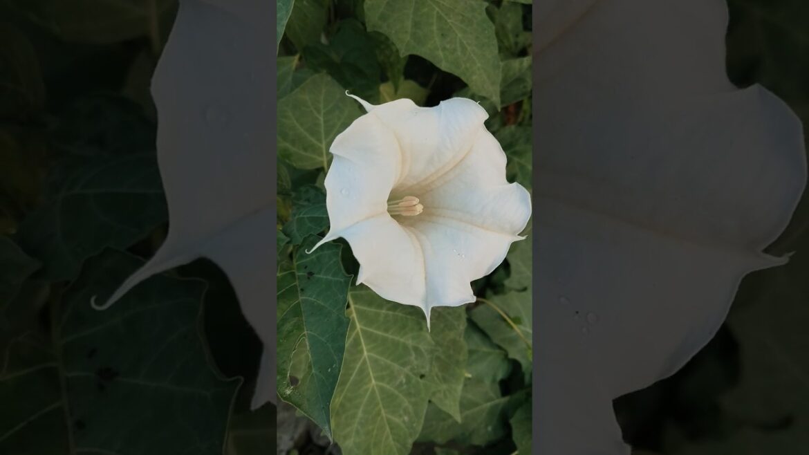 white colour Dutra flower plant 😍#viral #flowers #nature #motivation #yt shorts