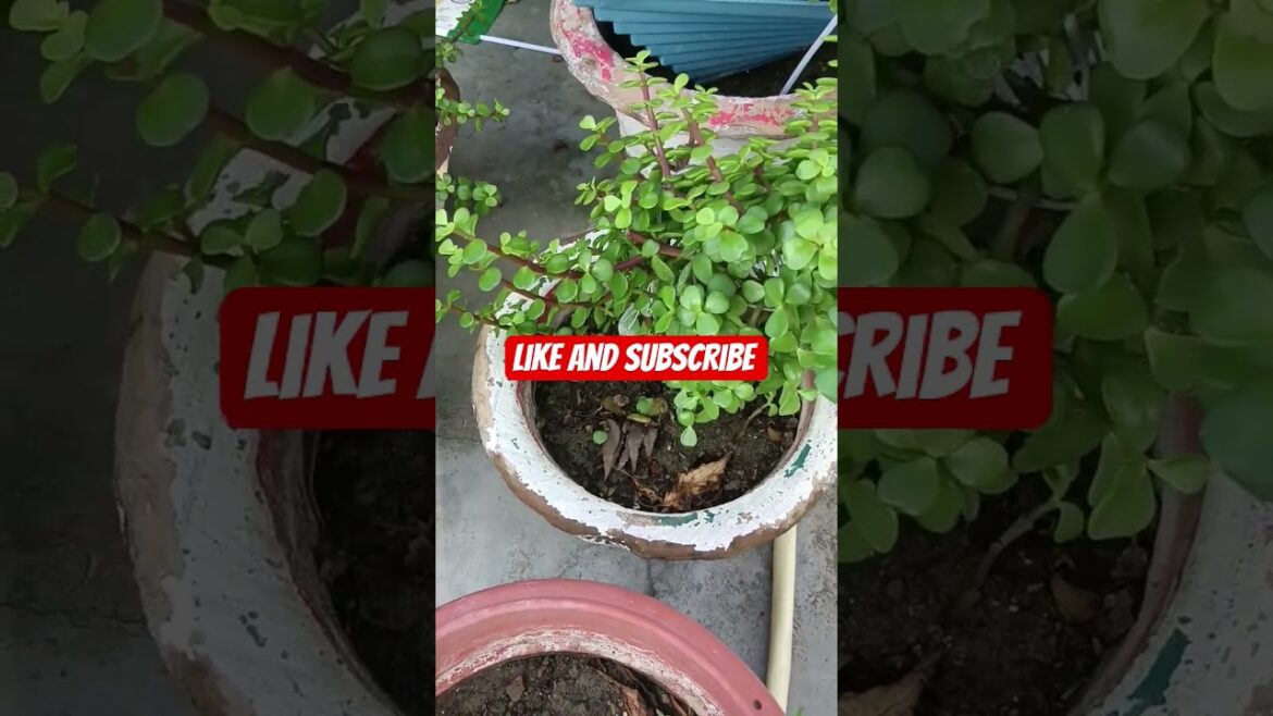 sabse jyada trending mein chalne wala plant #gardeningideas #viral @Reetaplantkiduniya