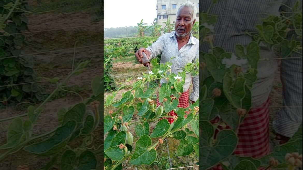 Do Hand Pollination Early Morning 🌿 | Pointed Gourd Farming Tips #shorts Do Hand Pollination Early Morning 🌿 | Pointed Gourd Farming Tips #shorts