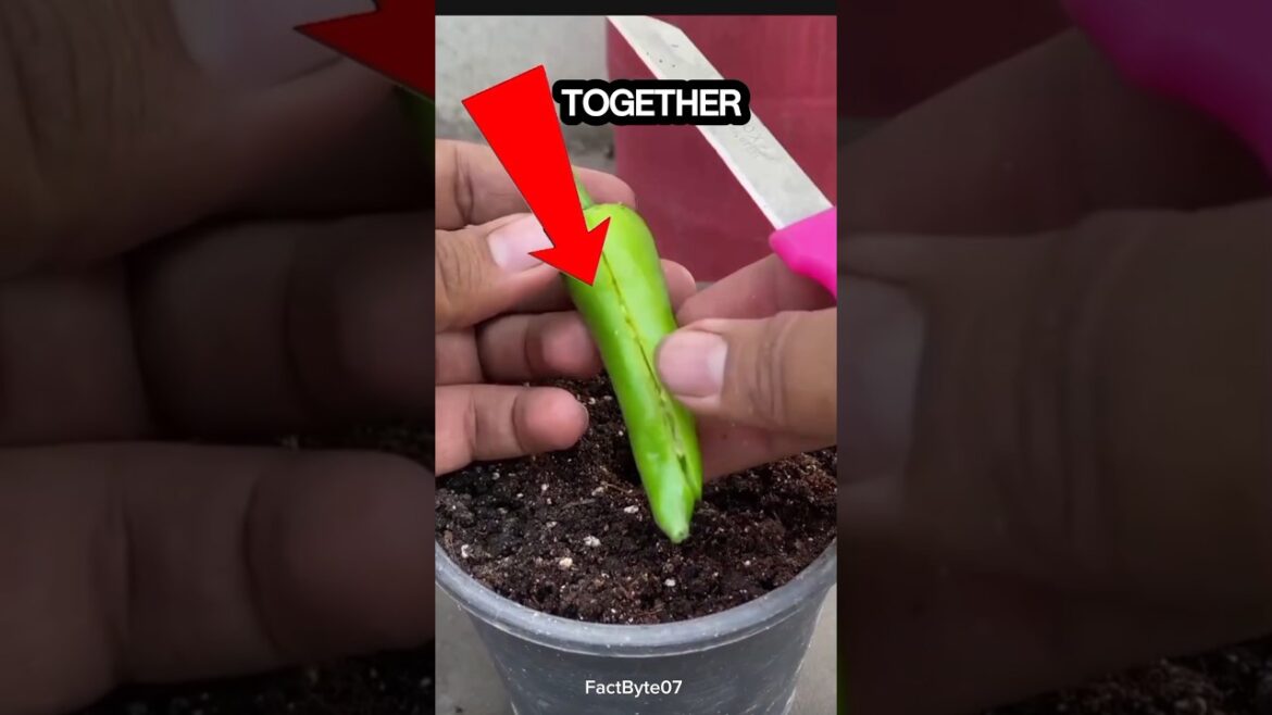 Tomato Chili Combo 🌱 #youtubeshorts