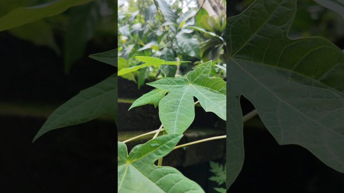 papaya plant Growing #viral.  #samrat gardening #nature #new #shortvideo #motivational