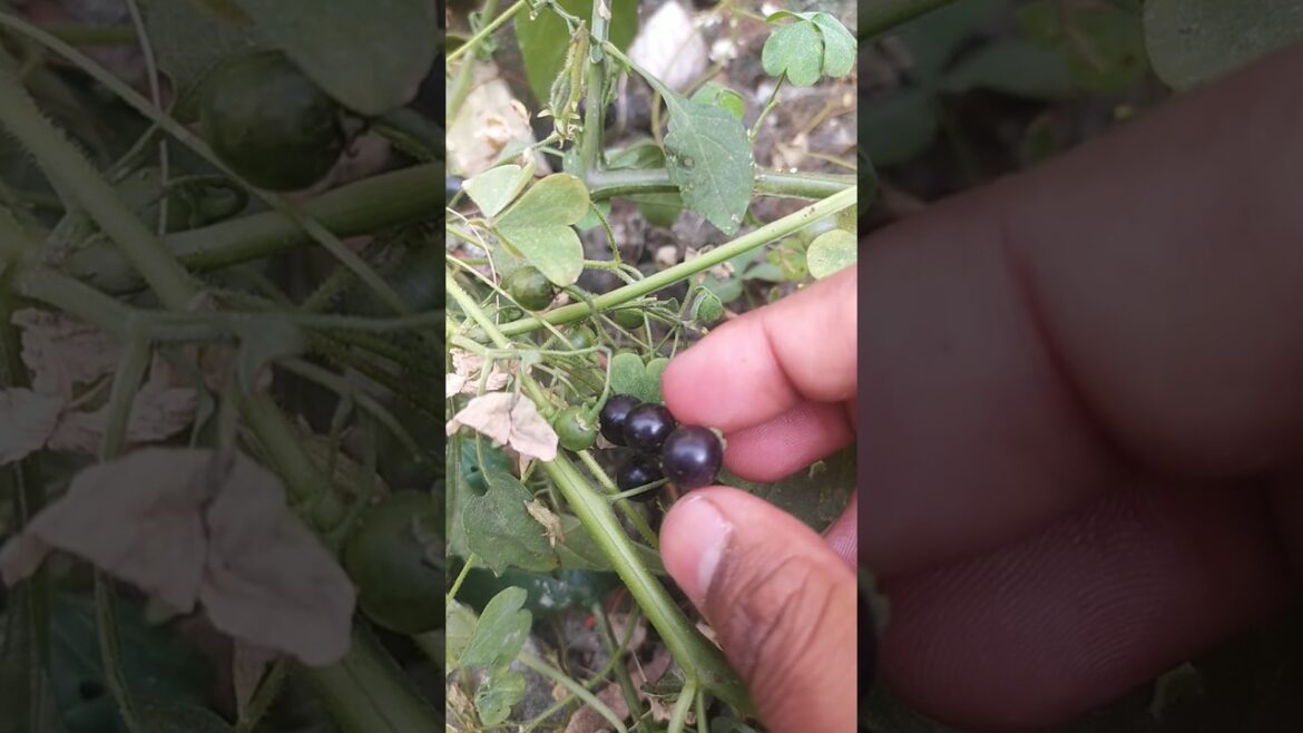 Rare plant from kitchen garden #shorts #viral #garden #fact #rare Rare plant from kitchen garden #shorts #viral #garden #fact #rare