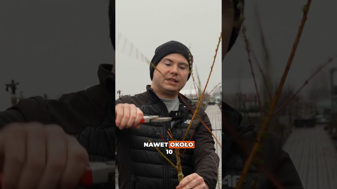 Cięcie Hakuro Nishiki 🌿✂️ Młoda vs stara + kiedy ciąć