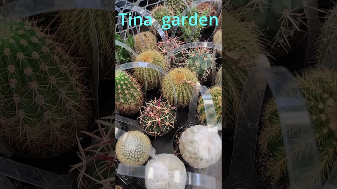 garden #ihavethisthingwithplants #summercolor #gardening #summerfashion #flowers trends nature