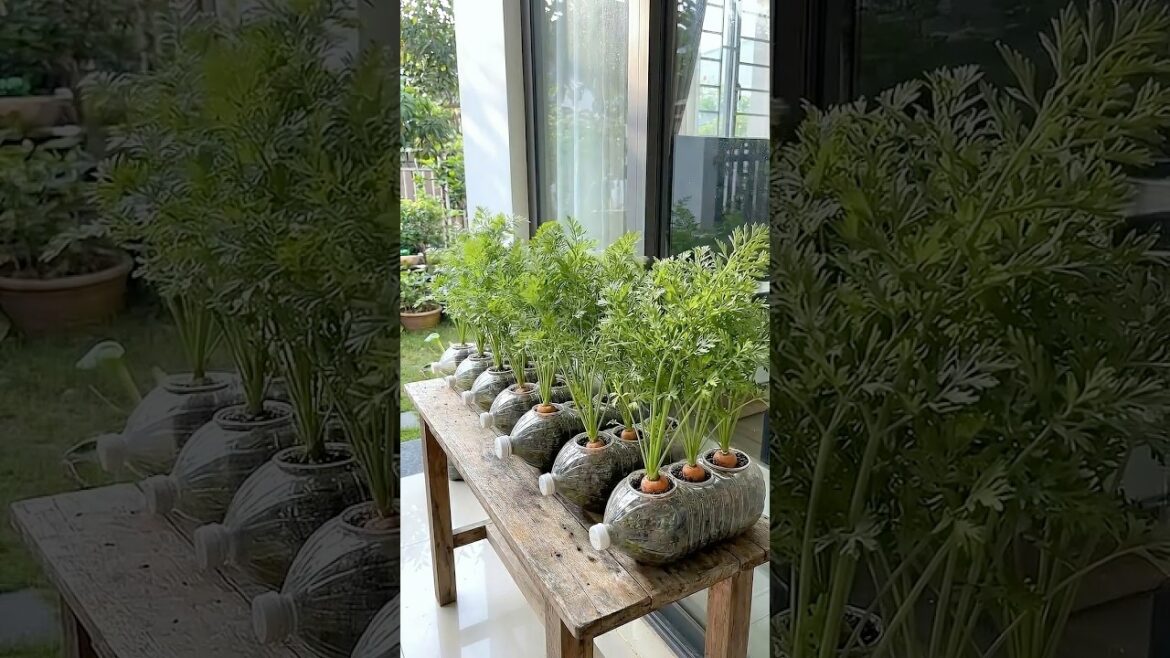 Grow Carrots in Plastic Bottles 🥕 Genius Gardening Hack!