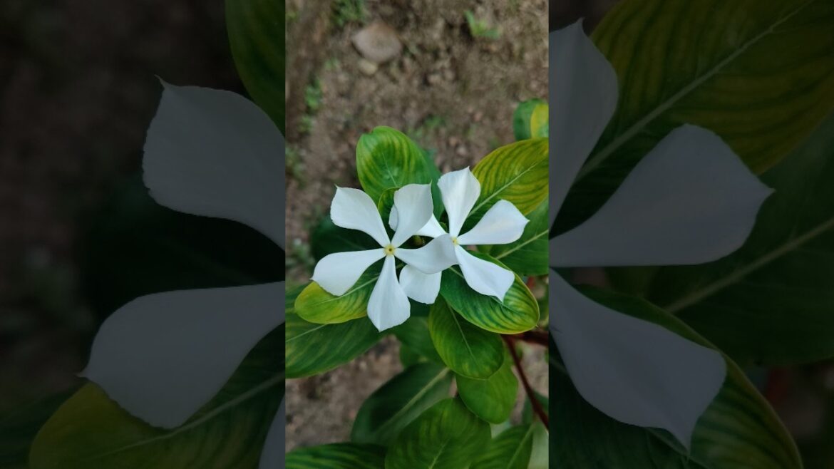 New white Nayanthara flower plant #viral #garden #ytshorts