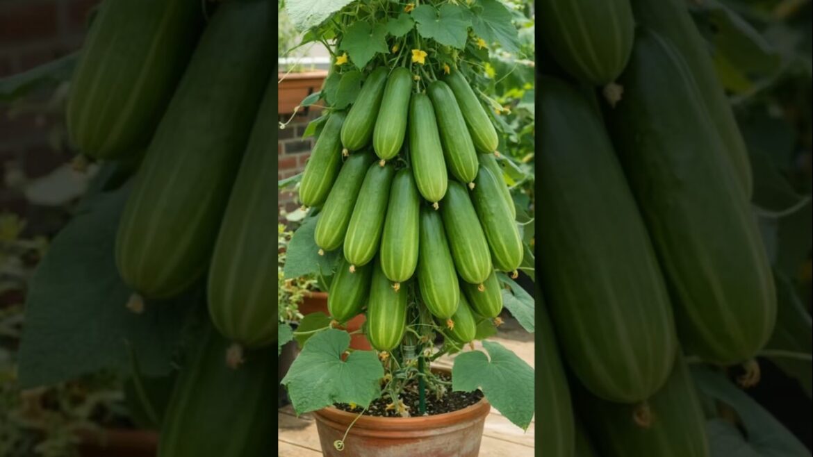 “1 Plant = 50+ Cucumbers 😱🥒 Balcony Gardening Magic! #Shorts” “1 Plant = 50+ Cucumbers 😱🥒 Balcony Gardening Magic! #Shorts”