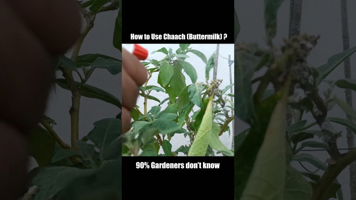 Chaach ko kaise use kre ? Secret Tips✋ #gardening #plantcare #garden #buttermilk #organic #ytshorts