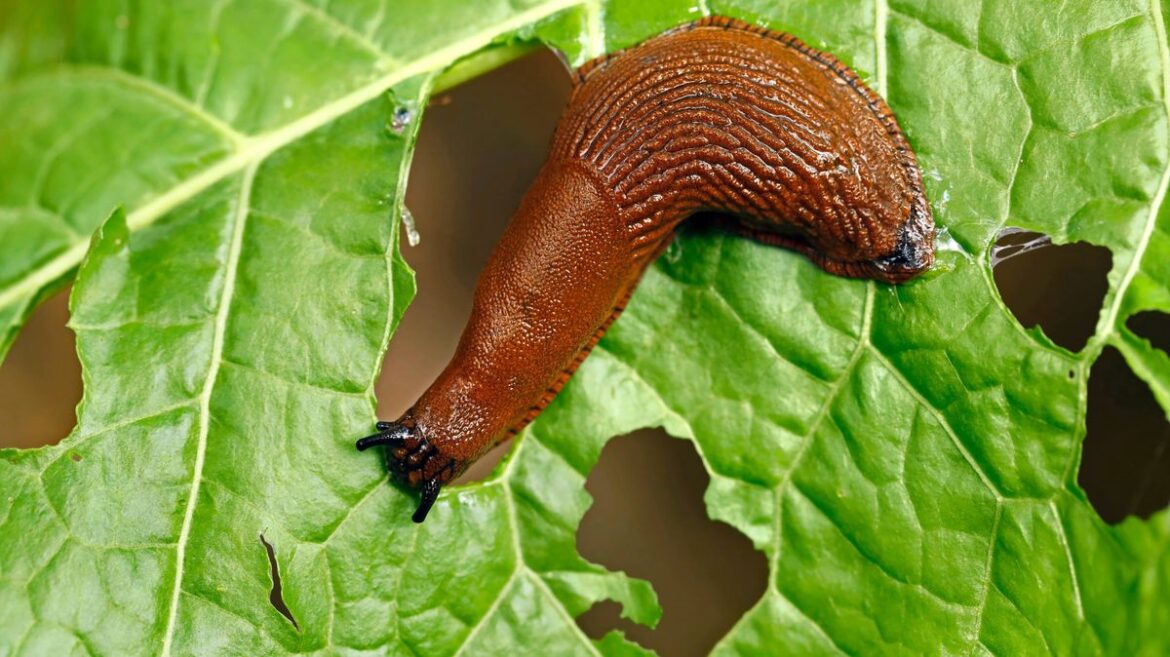 Monty Don’s best method for deterring slugs and snails without harsh chemicals Wales Online