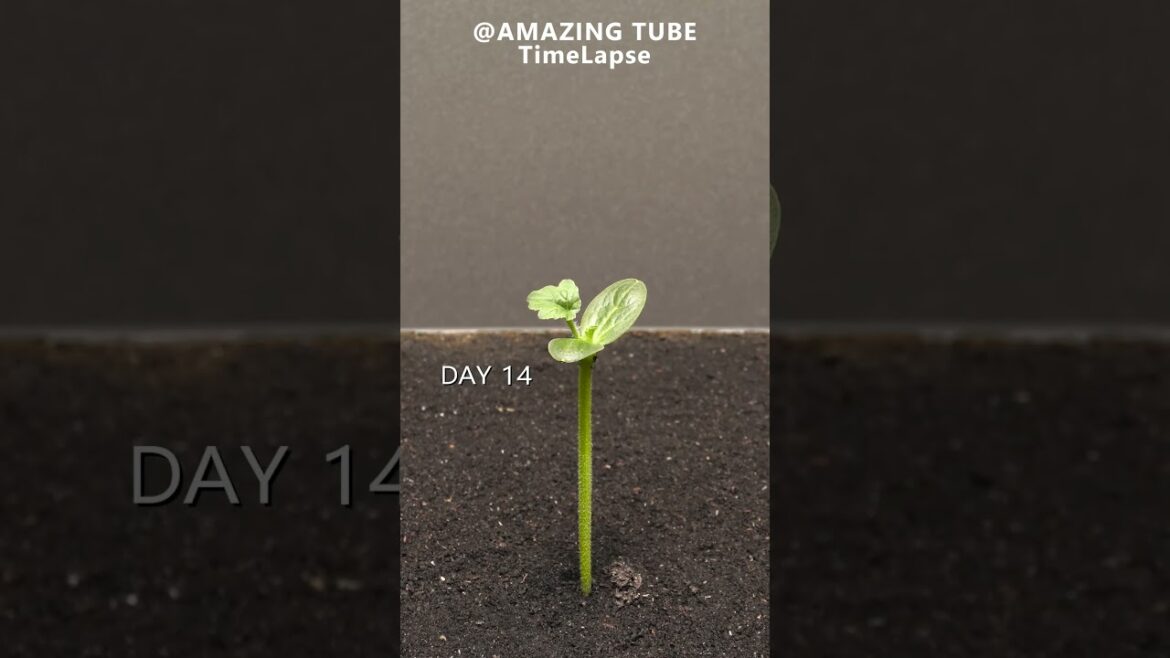 Growing Watermelon From Seed - Time Lapse