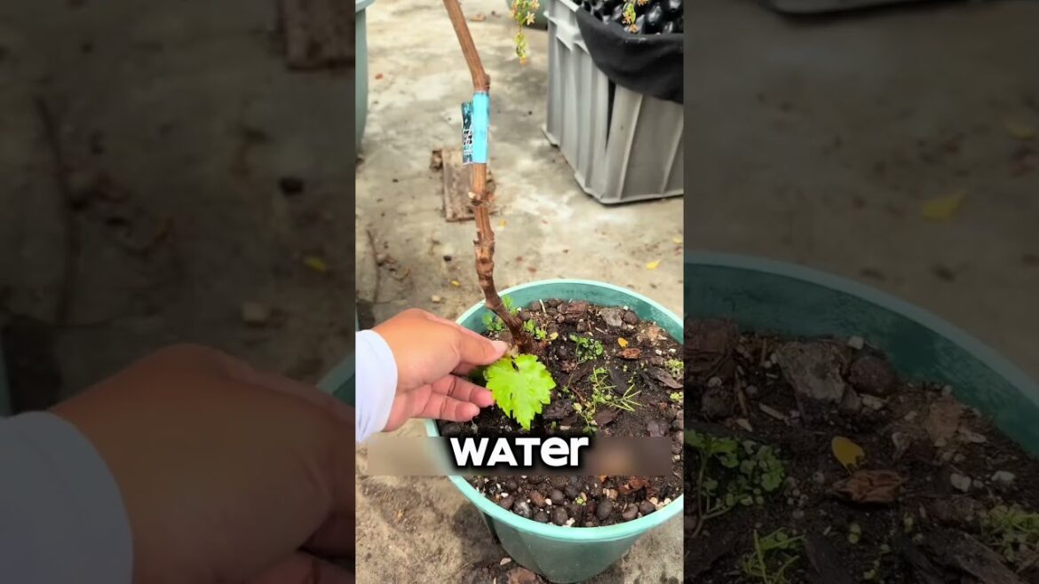 Grapes on My Rooftop… In a Bathtub! #DIYGarden #RooftopGrapes #HomeGrown #GardeningTips #NeverGiveUp