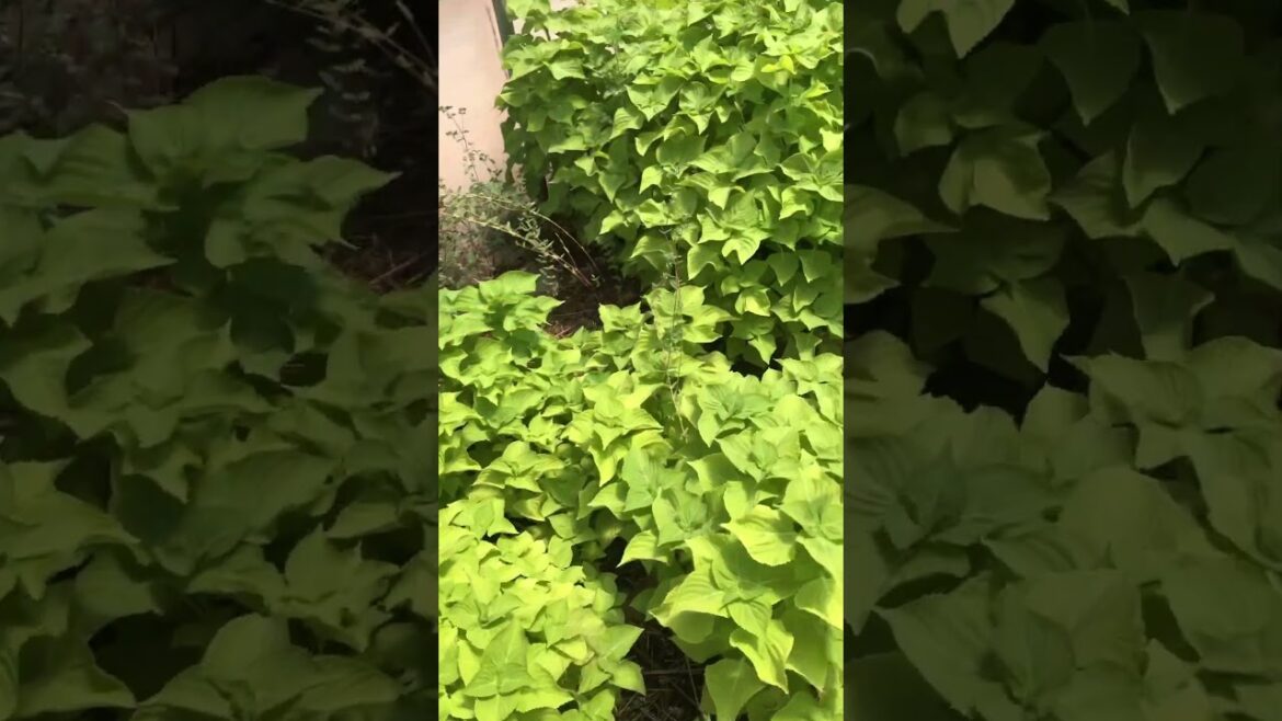 Japanese Shiso in green house#japanese #organicfarming #japanesefood#herbs #plants #gardening