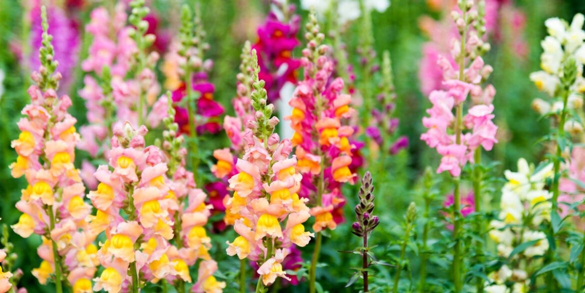 8 Fast-Growing Flowers To Plant Now That Will Brighten Your Garden In Weeks 8 Fast-Growing Flowers To Plant Now That Will Brighten Your Garden In Weeks