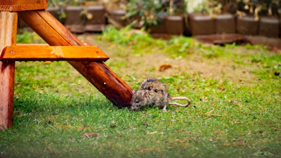Rats will be scared from gardens thanks to easy swap that happens to be free Glasgow Live